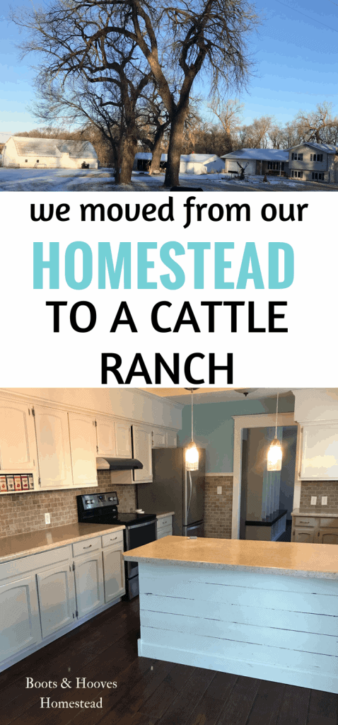 we moved our small homestead to a cattle ranch.