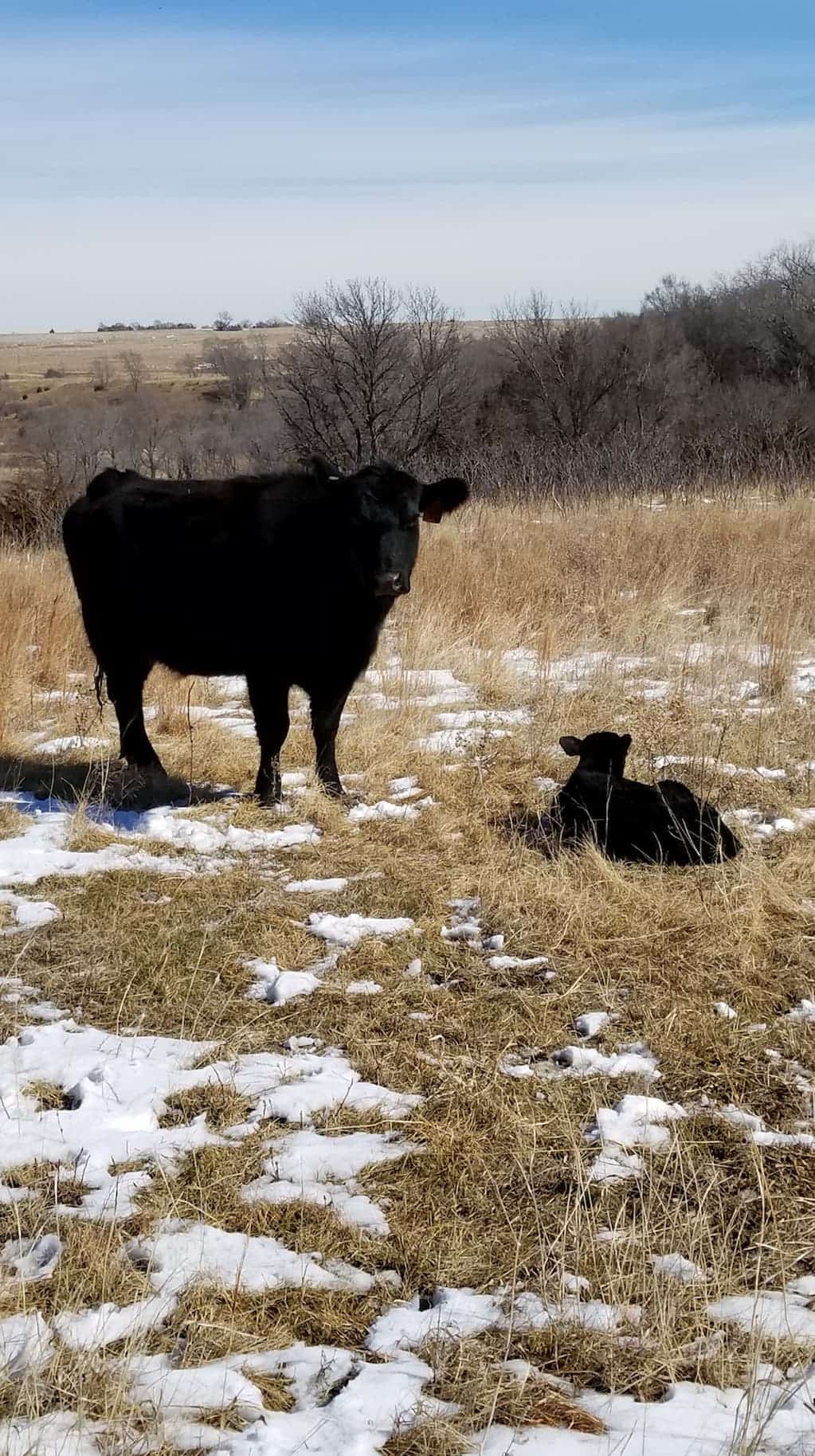 mama cow and new baby calf in pasture 