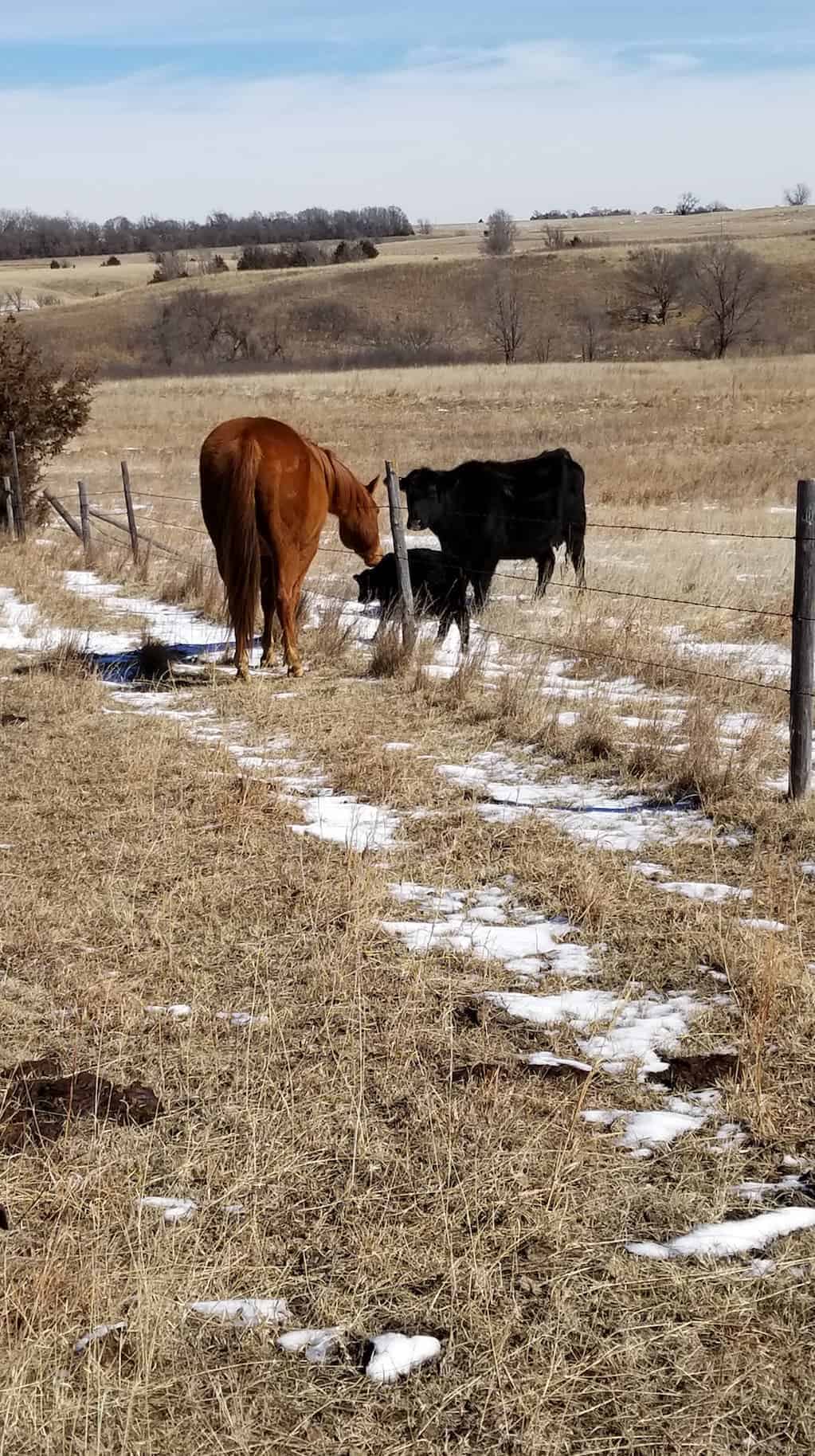 horse and new baby cow