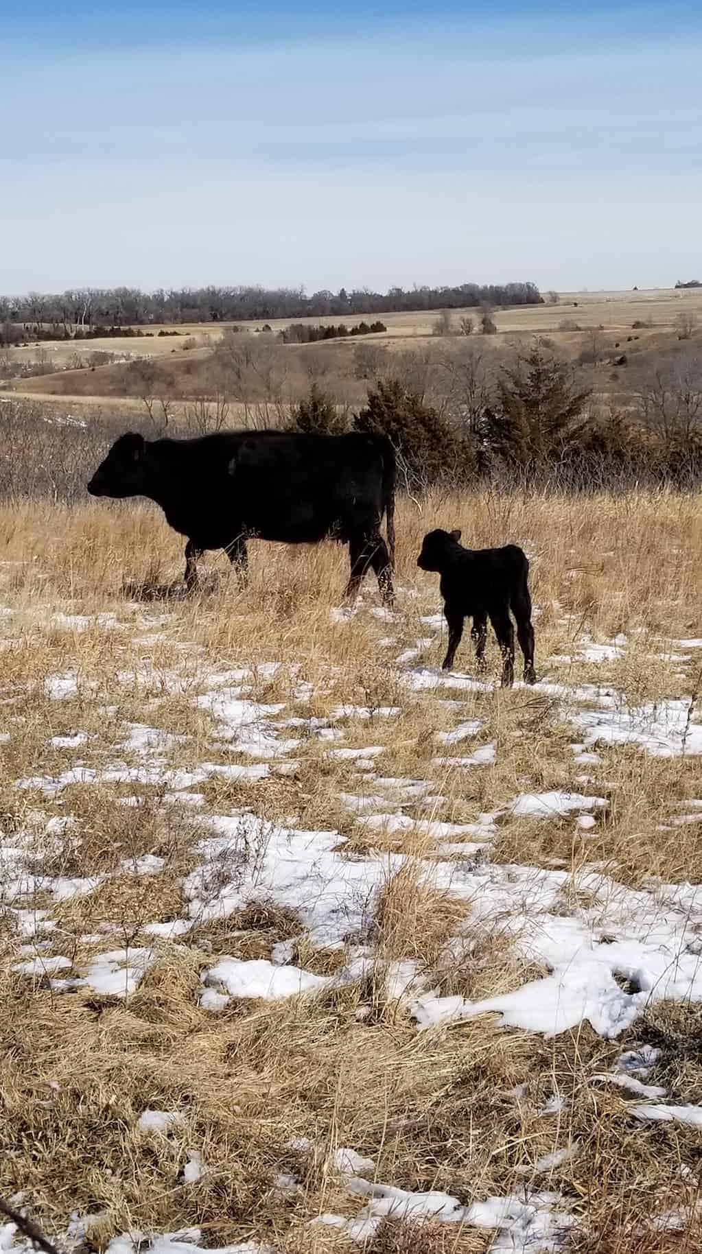 after the cow calving stages, mama leads the baby calf