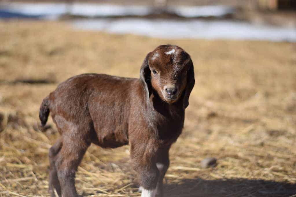Boer goat baby standing in goat pen outside