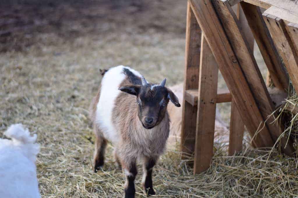 small pygmy goat standing next to a feeder