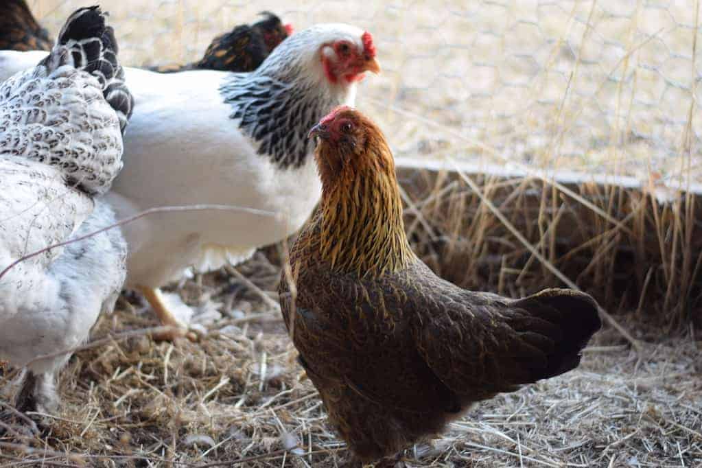 group of chickens in an enclosed chicken run