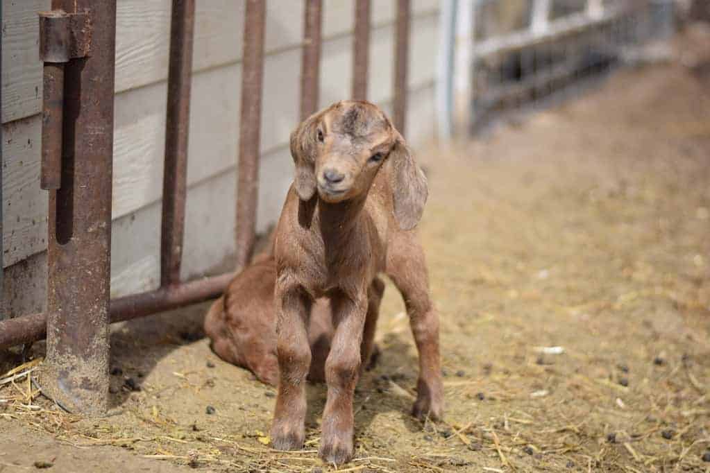 two baby goats playing in goat pen