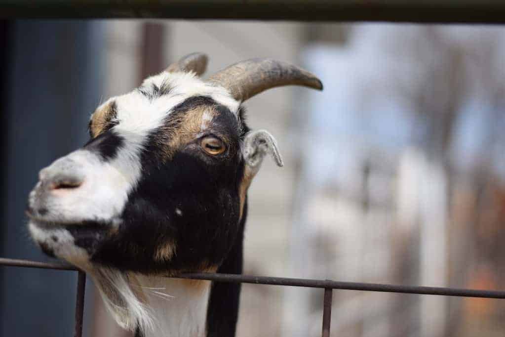 LaMancha goat looking over fence