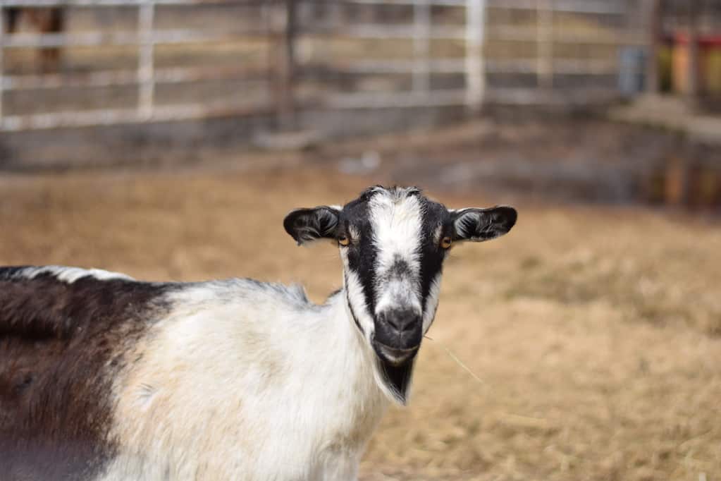 Alpine goat, one of the best goats for pets in the outdoor goat pen