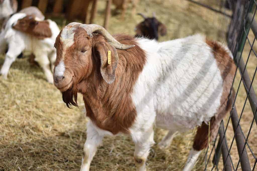 Boer buck goat breed standing next to a fence