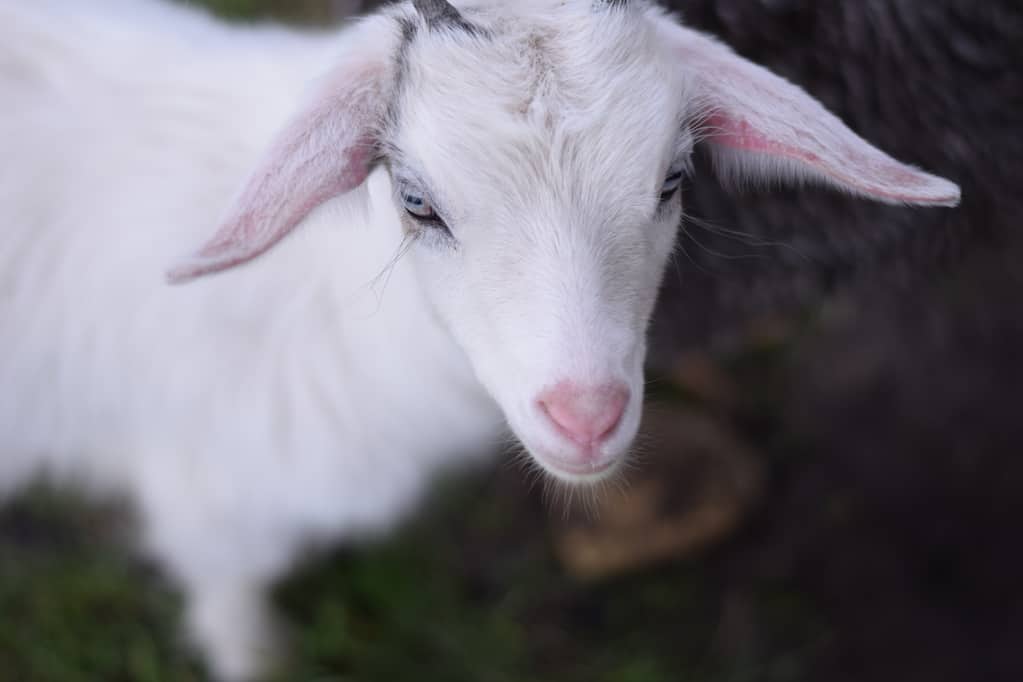 white pygmy goat baby close up