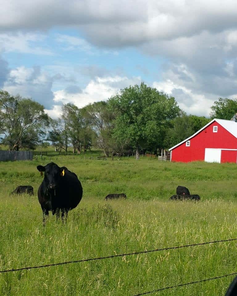 cattle grazing on a pasture