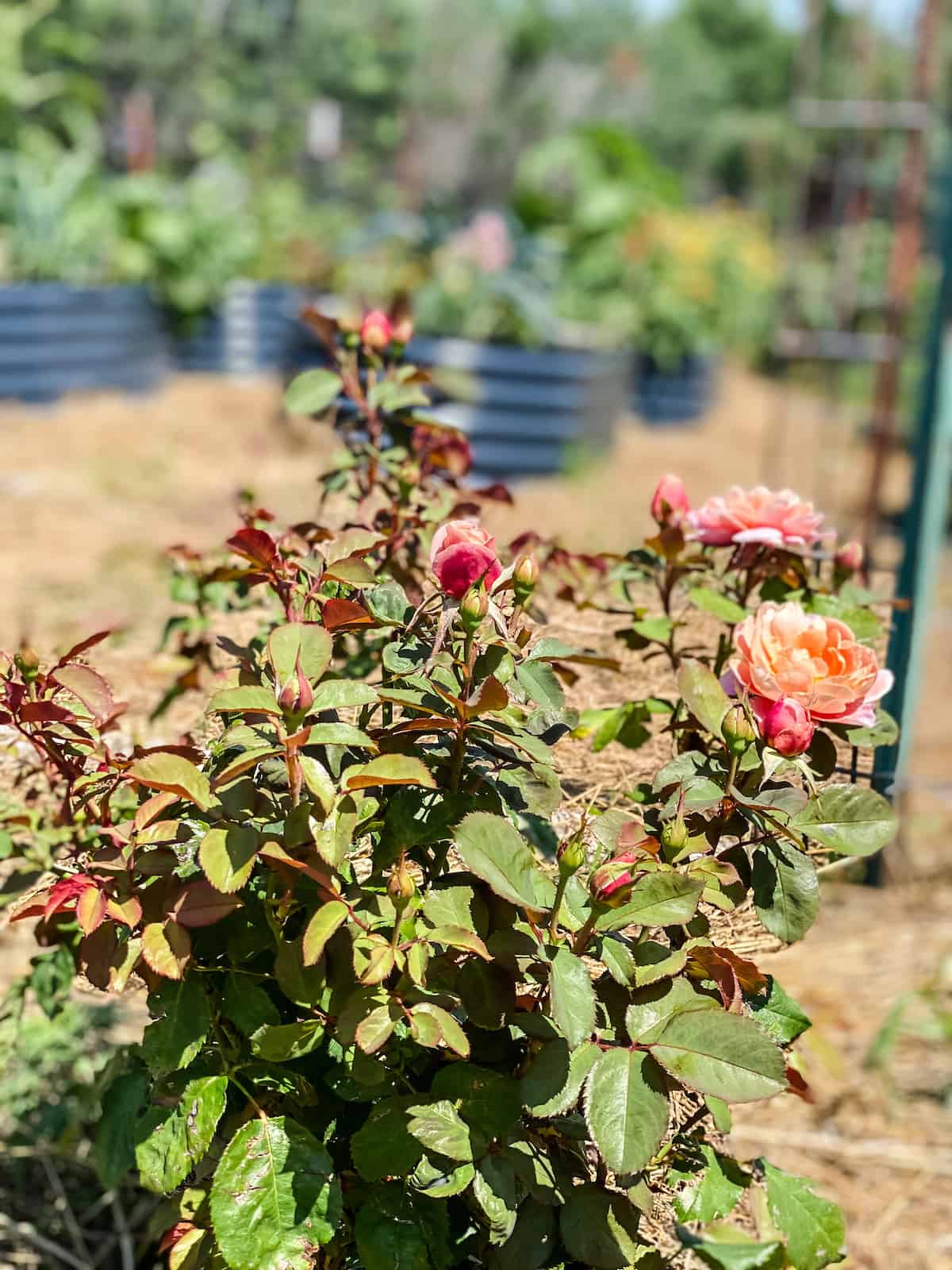 pink roses in the garden