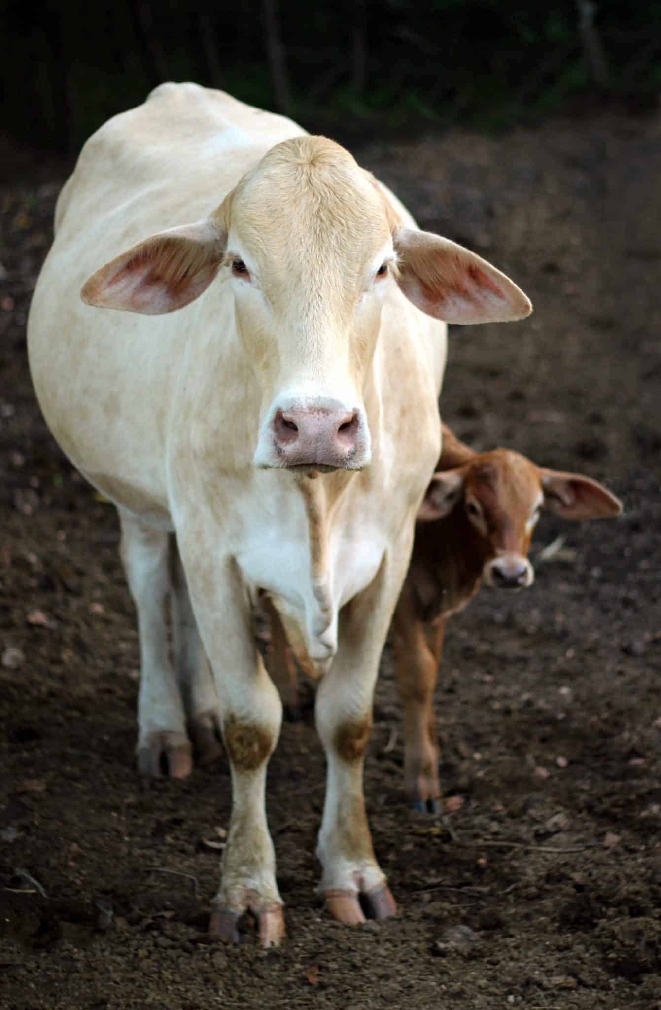 newly born baby calf with mom cow