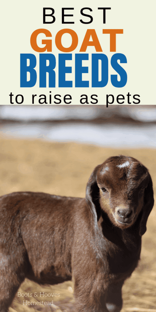 up close image of a baby Boer goat breed to keep as pets