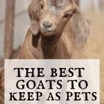 5 Best Breeds of Goats to Keep as Pets - Boots & Hooves Homestead