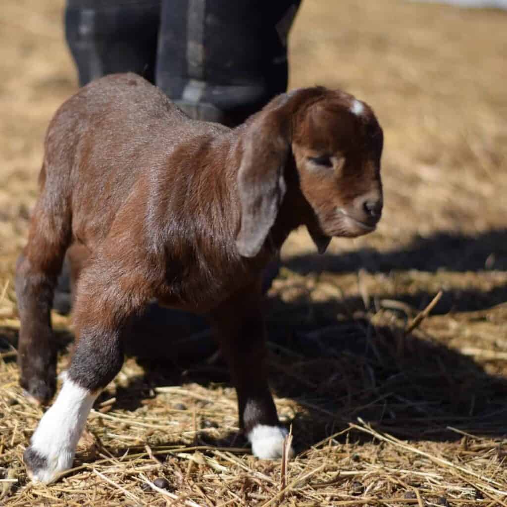 new Boer goat kid