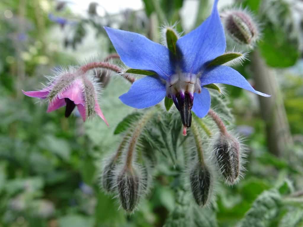 Borage a great herb for pollinators for the potager garden design