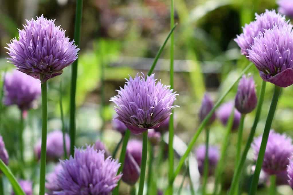 adding chives to a potager garden design for beauty and flavor