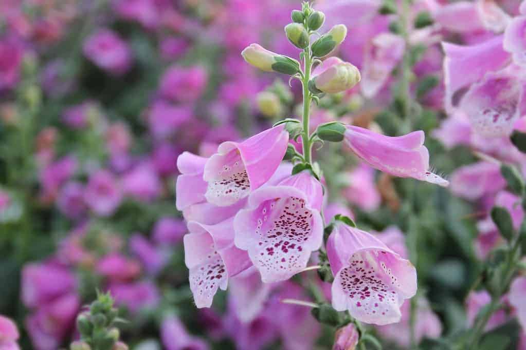 Spotted foxglove is a perfect addition to a potager garden design