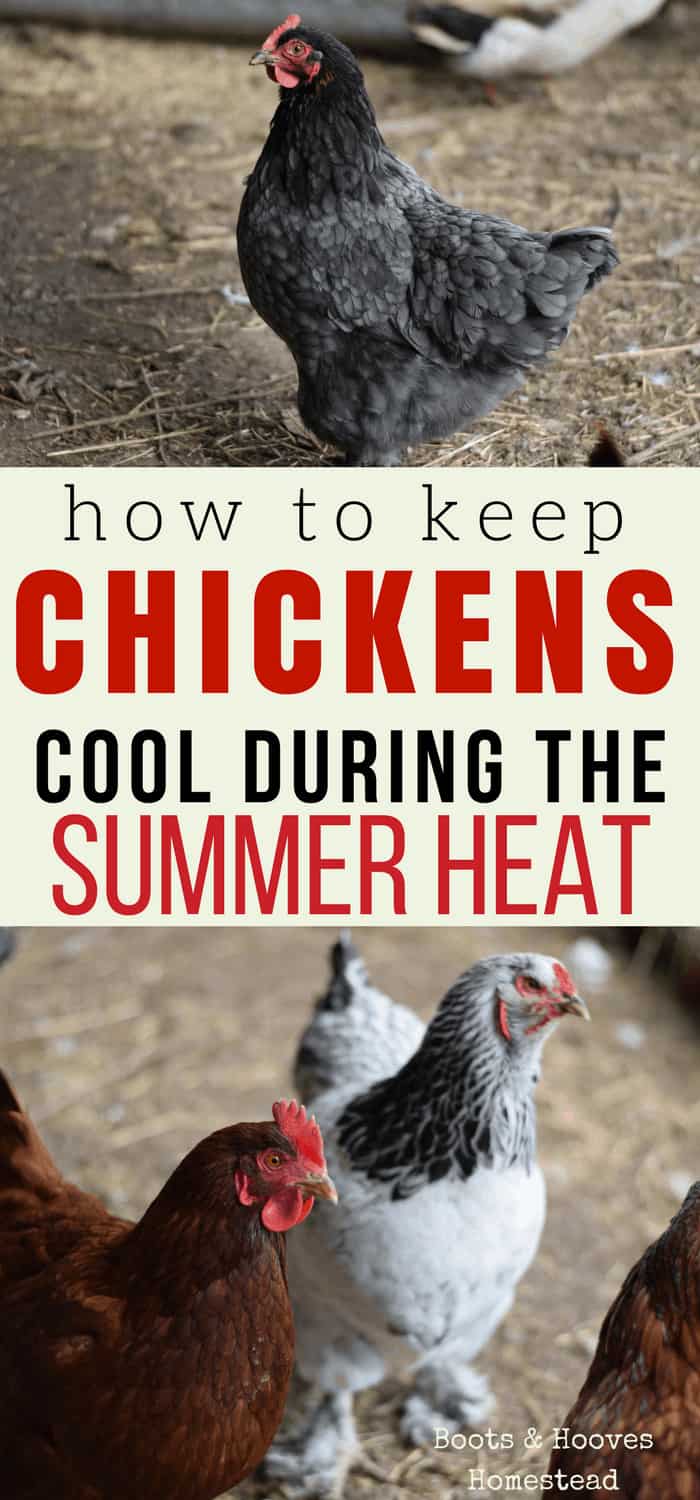 How to Keep Chickens Cool - Boots & Hooves Homestead