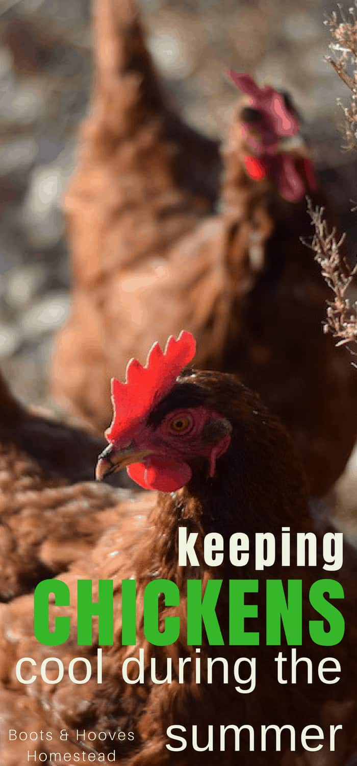 How to Keep Chickens Cool - Boots & Hooves Homestead