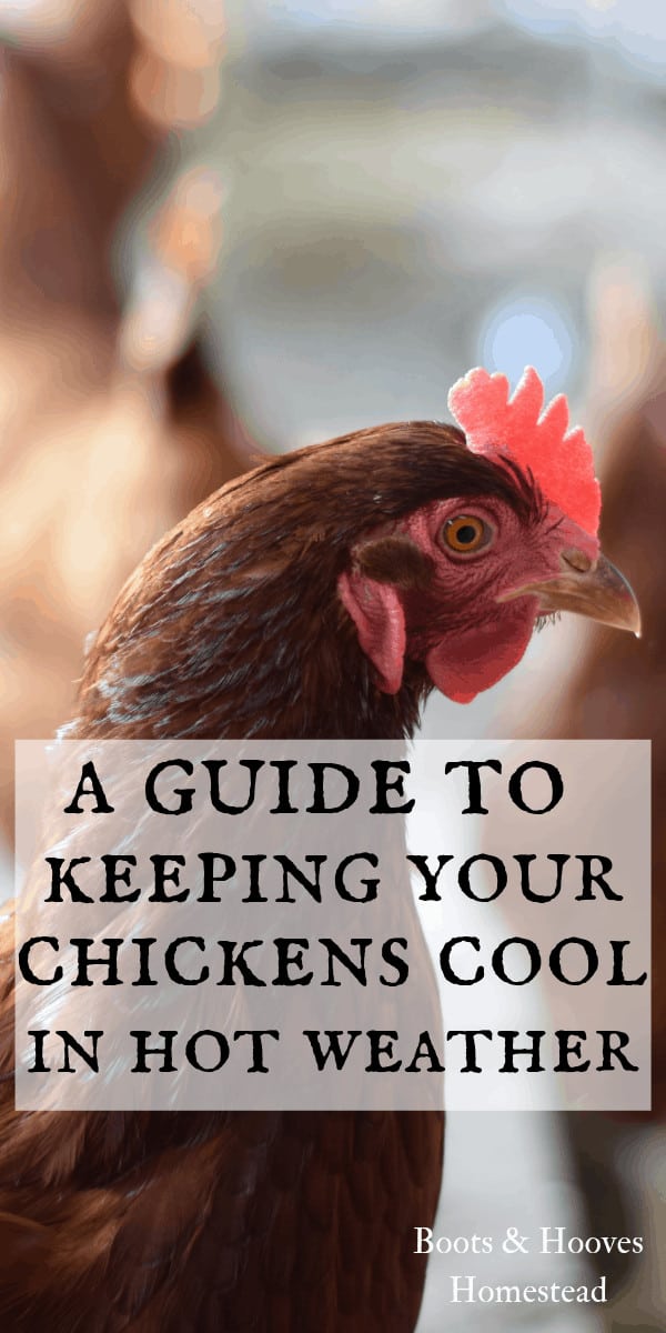 How to Keep Chickens Cool - Boots & Hooves Homestead