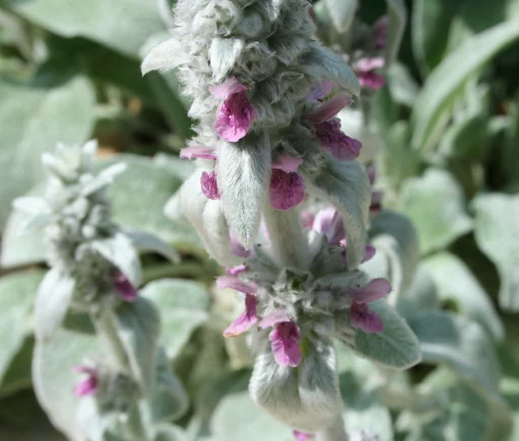 lambs ears are a great herb to add to the potager garden design