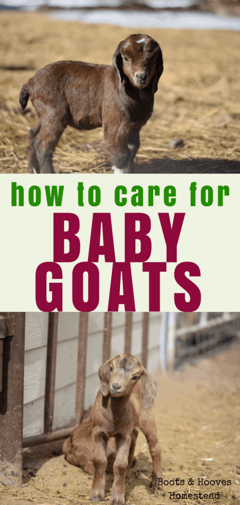 two images of baby goats