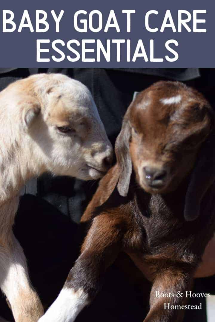 Guide to Baby Goat Care Boots & Hooves Homestead