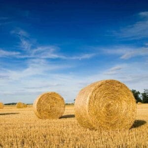 hay bales in a pasture