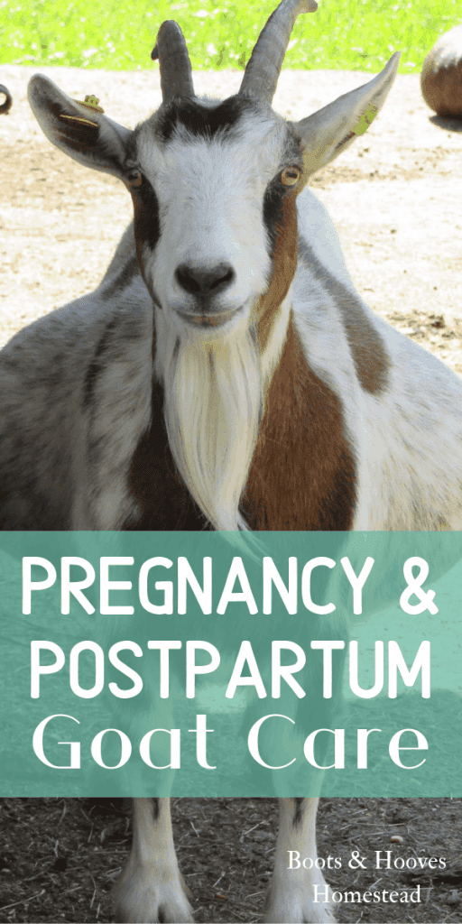 pregnant goat