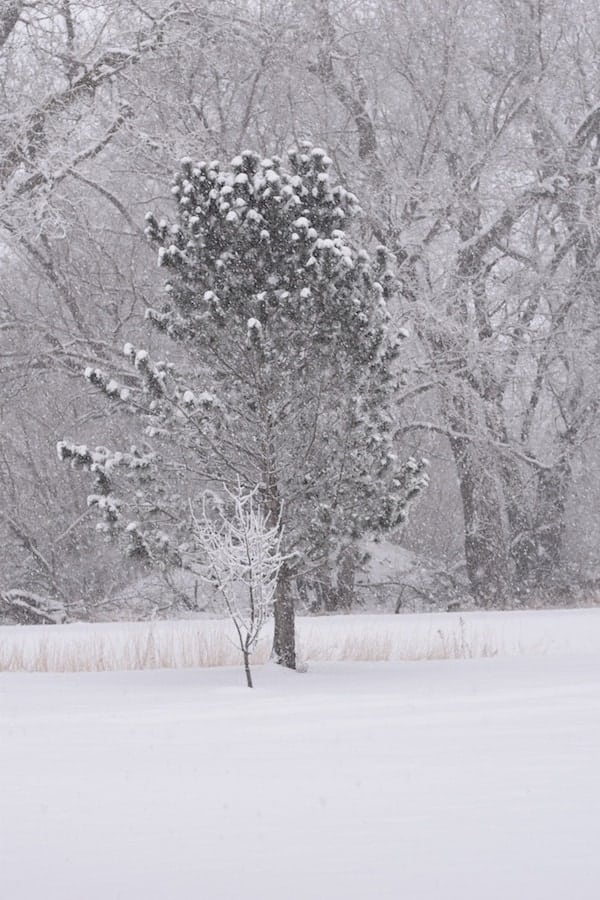 tree covered in snow during a blizzard