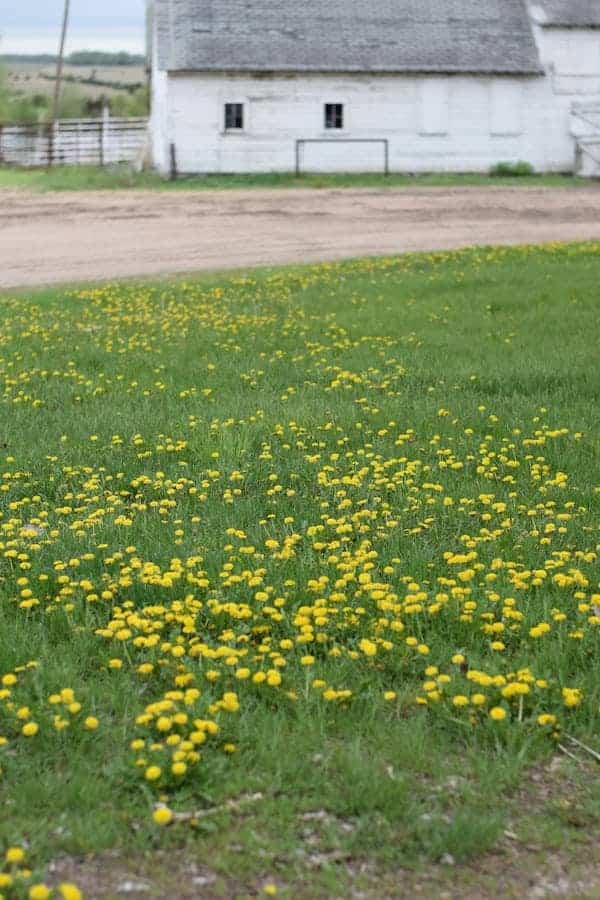 Dandelions in grassy lawn with white barn in background