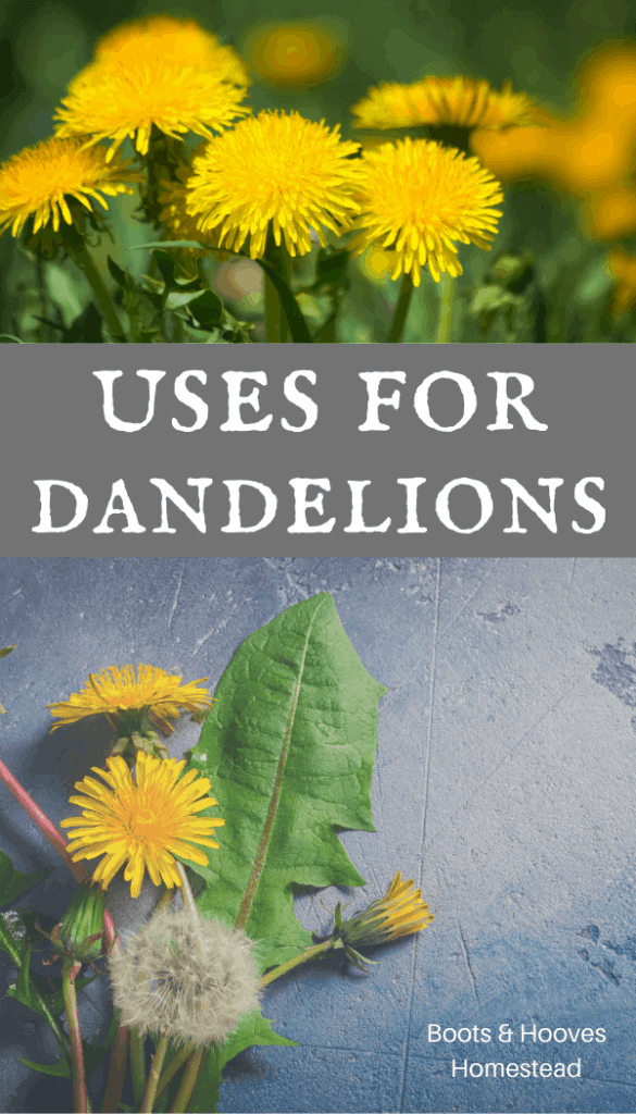 Dandelion Uses & Benefits - Boots & Hooves Homestead