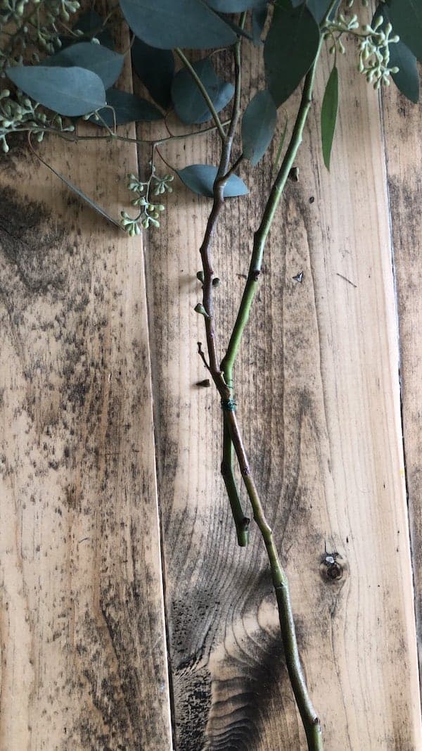 two branches of eucalyptus tied together with floral wire