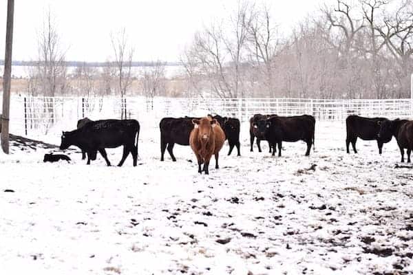 group of cattle in a snowy cow pen on the ranch
