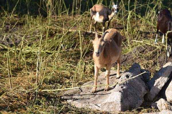 goats are cleaning up weeds in a rocky area of land