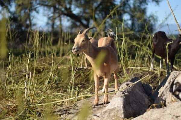 goats standing on rocky land and clearing up brush 