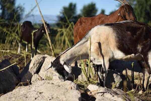 goats clearing weeds from a rocky area of land 