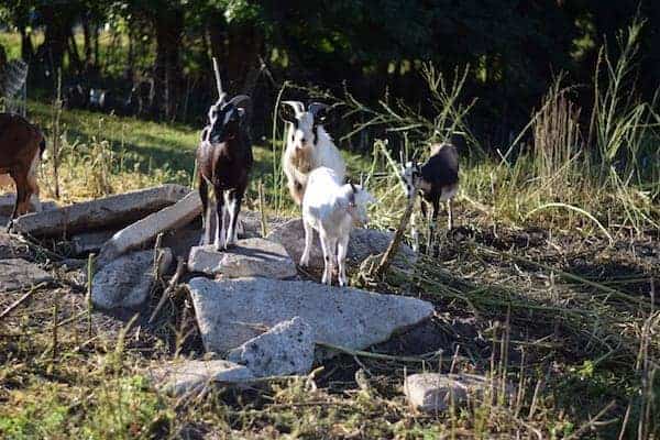 small goat herd cleaning up brush in a rocky area of land