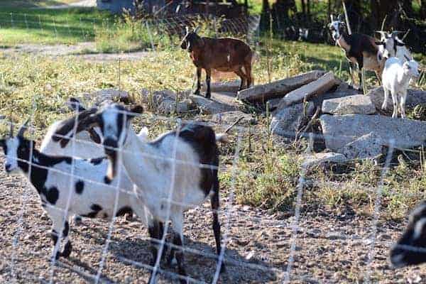 goats grazing area of land behind an electric fence