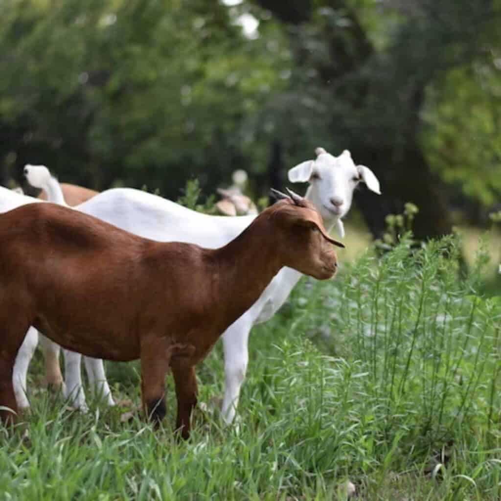 Are Goats Browsers or Grazers? Boots & Hooves Homestead