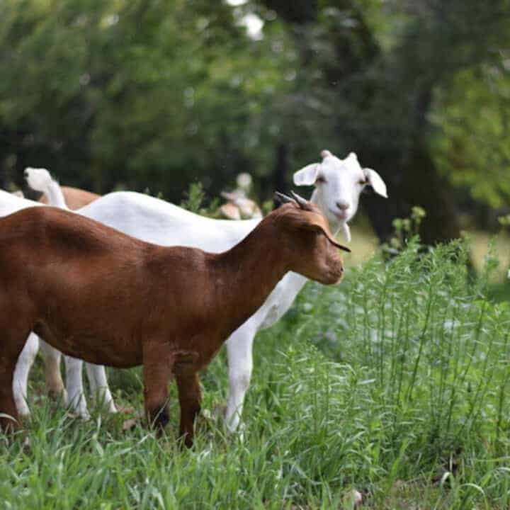 Best Goats for Clearing Brush and Weed Control Boots & Hooves Homestead