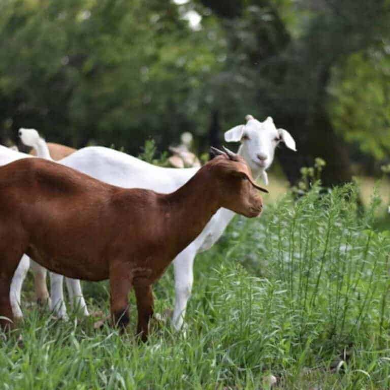 Using Goats for Grazing & Land Clean Up
