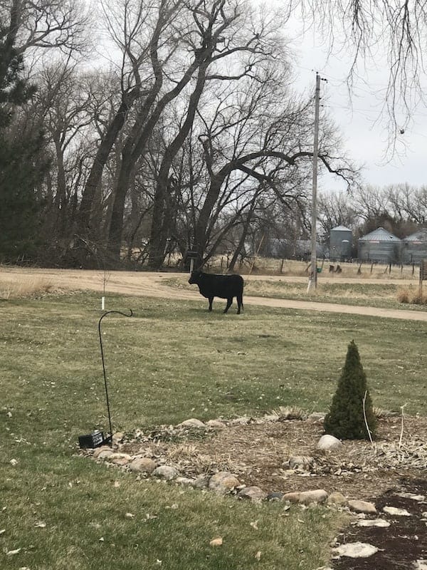 cow in front yard