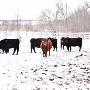 group of cattle in snowy pasture