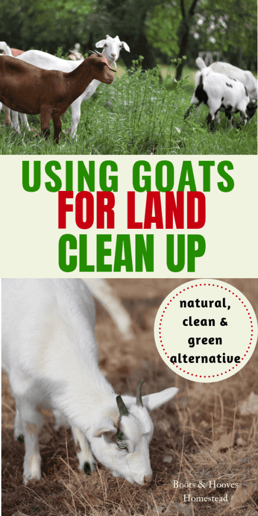 photo collage of goats eating brush and clearing up land