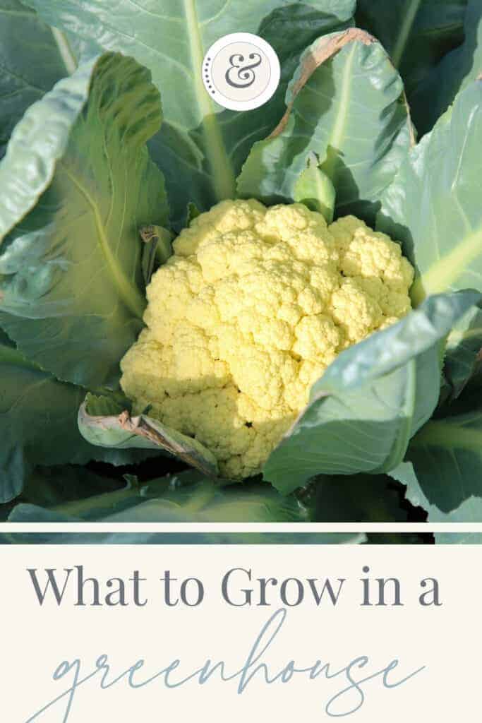 close up image of a cauliflower plant