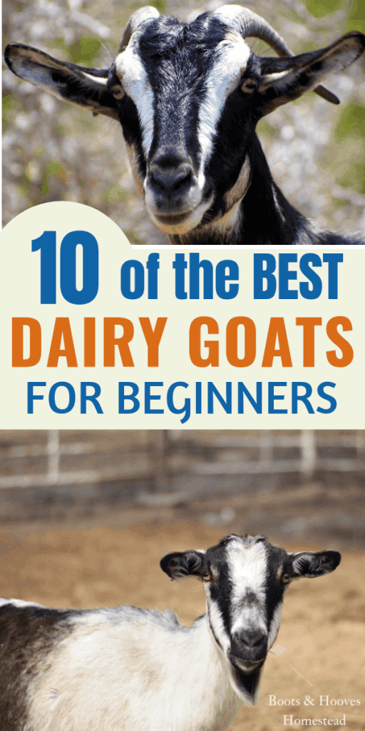 dairy goats: sable and alpine