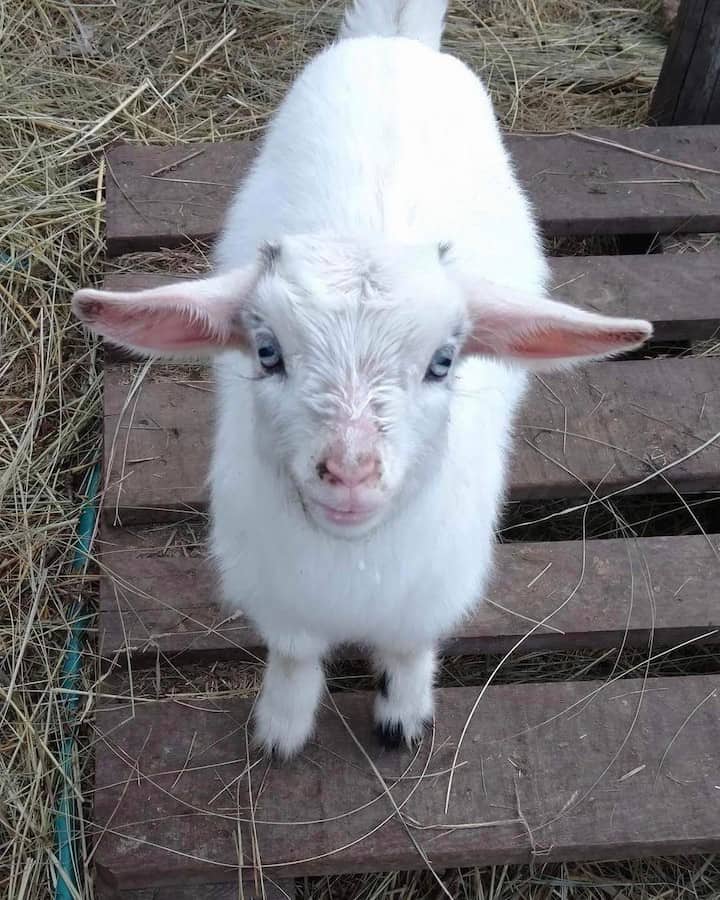 baby pygmy goat kid standing on a pallet