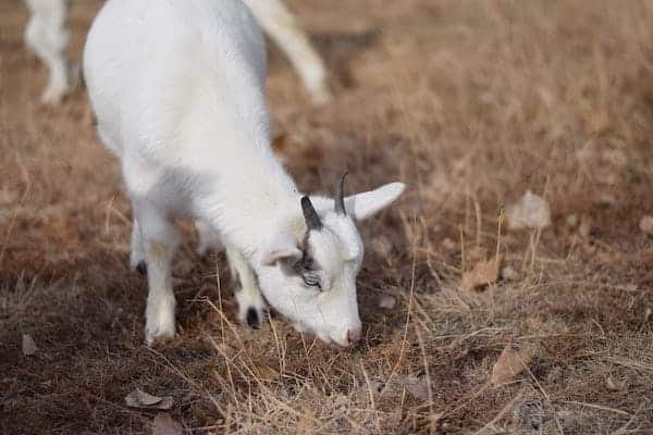 white pygmy goat browsing and eating grass 