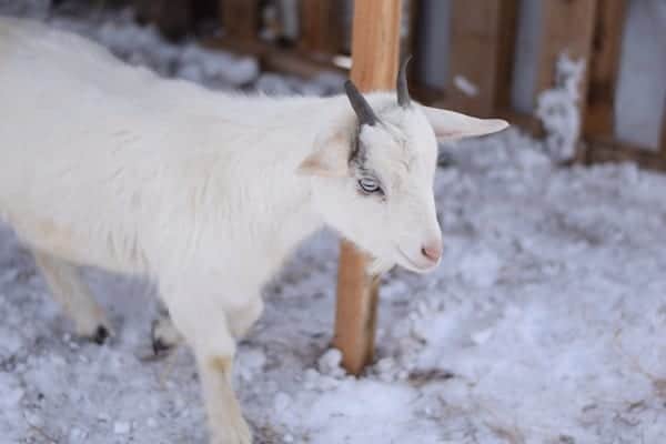 image of a white pygmy goat in shelter and snow on the ground